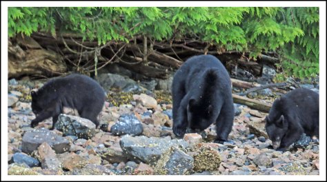 BookerBearsMay2018IMG_9853_edited-1