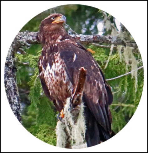 BookerEagleMay2018-1