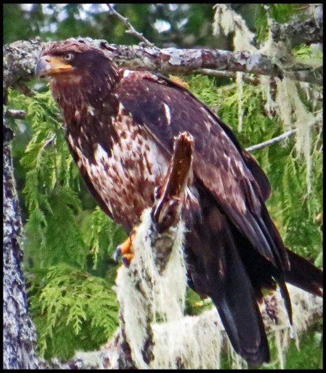 BookerEagleMay2018-IMG_0602_edited-1