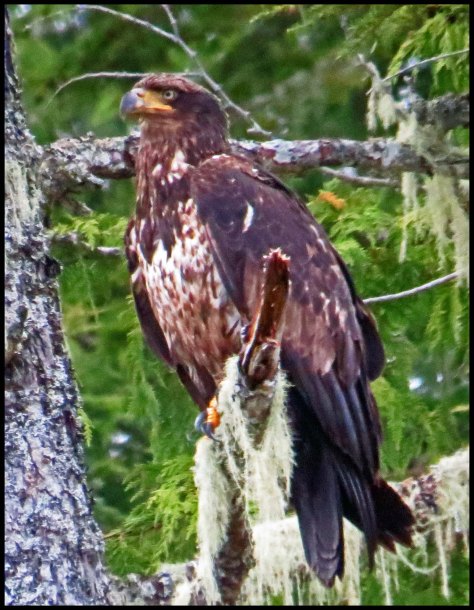 BookerEagleMay2018-IMG_0605_edited-1