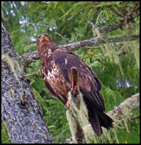 BookerEagleMay2018-IMG_0606_edited-1