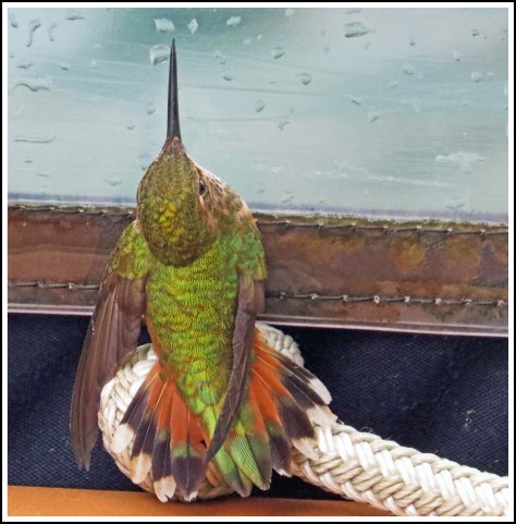 BookerHummerTrappedMay2018-IMG_0584_edited-1