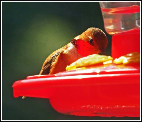 BookerHummingbirdMay2018-IMG_0340_edited-1