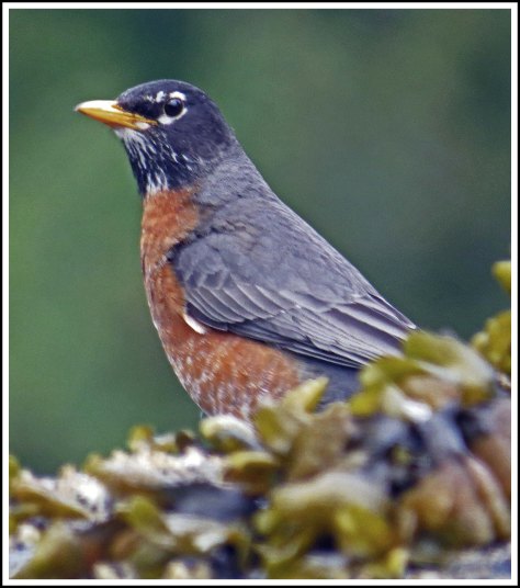 BookerRobinMay2018-IMG_0496_edited-1