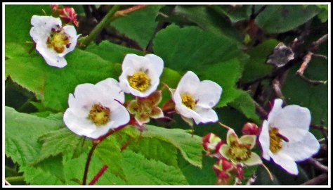 CodvilleBerryBlossoms-IMG_2020_edited-1