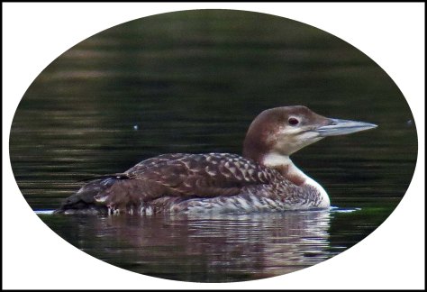 CodvilleLoonJun2018-1 copy 2