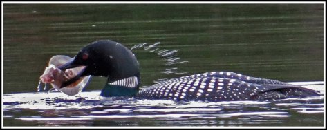 CodvilleLoonJun2018-IMG_1960_edited-2