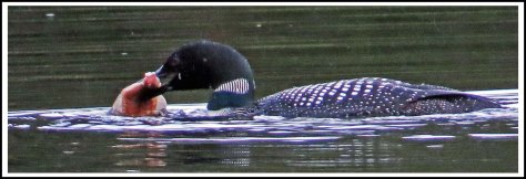 CodvilleLoonJun2018-IMG_1961_edited-1