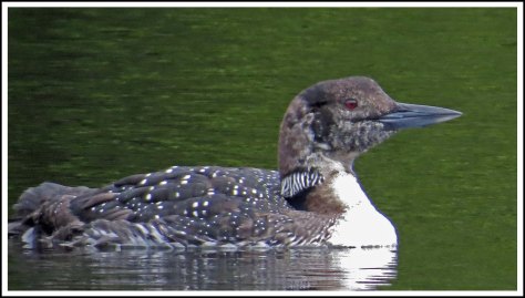 CodvilleLoonJun2018-IMG_1969_edited-1