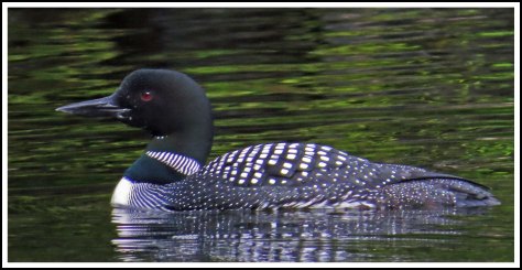 CodvilleLoonJun2018-IMG_1985_edited-1