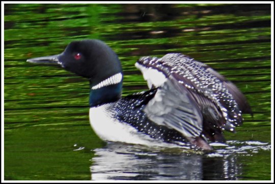 CodvilleLoonJun2018-IMG_1987_edited-1