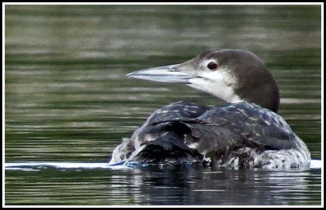 CodvilleLoonJun2018-IMG_2134_edited-1