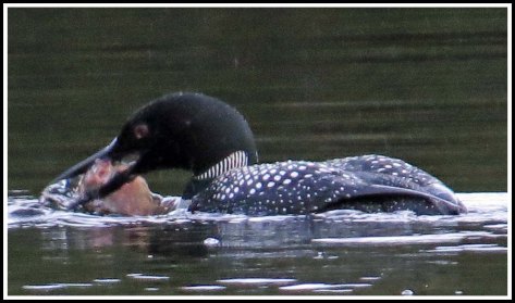 CodvilleLoonJun2018IMG_1955_edited-1