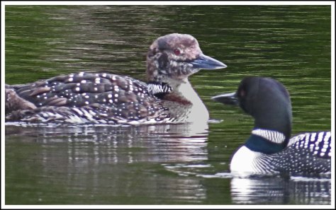 CodvilleLoonsJun2018-IMG_1966_edited-1