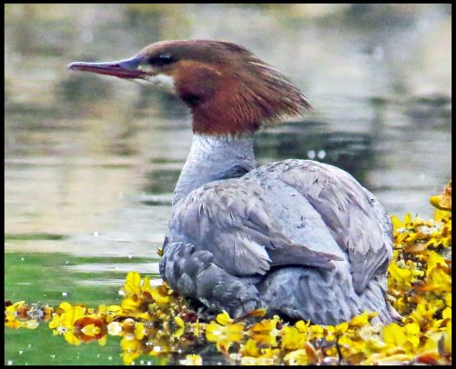 CodvilleMerganserJun2018-IMG_2399_edited-1