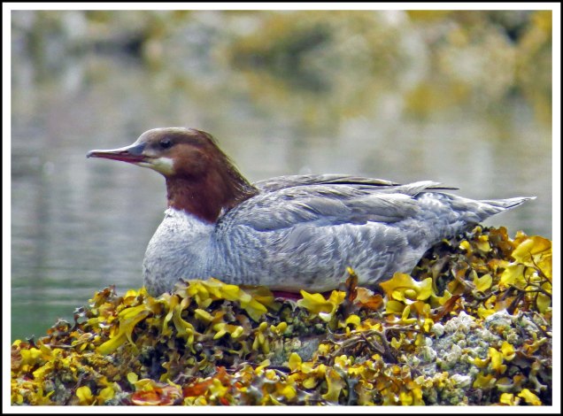 CodvilleMerganserJun2018-IMG_2416_edited-1