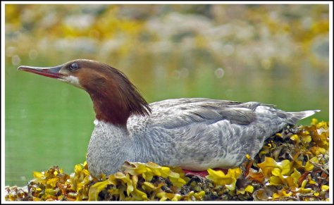 CodvilleMerganserJun2018-IMG_2437_edited-1