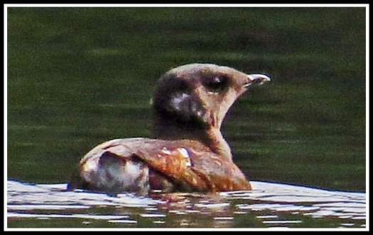 CodvilleMureletJun2018-IMG_2354_edited-1