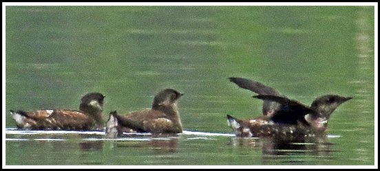 CodvilleMurreletsJun2018-IMG_2322_edited-1