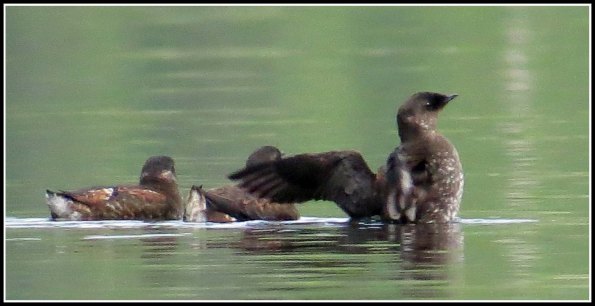 CodvilleMurreletsJun2018-IMG_2323_edited-1