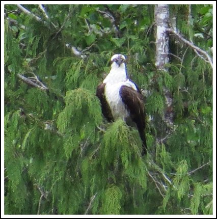 CodvilleOspreyJun2018-IMG_2170_edited-1