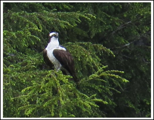 CodvilleOspreyJun2018-IMG_2198_edited-1