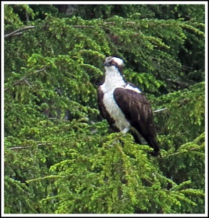 CodvilleOspreyJun2018-IMG_2213_edited-1