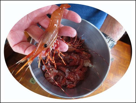 CodvillePrawnsJun2018