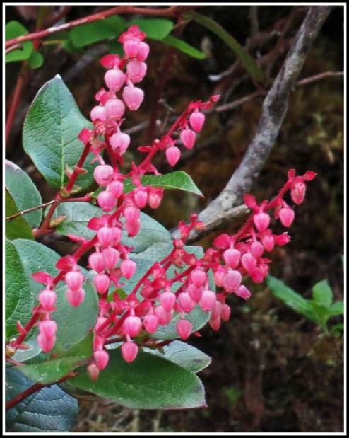 CodvilleSalalJun2018-IMG_2041_edited-1