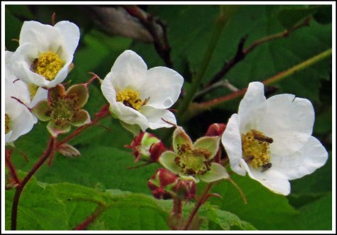 CodvilleThimbleberryBlossom-IMG_2032_edited-1