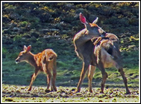 DiscoveryDeerJun2018-IMG_2919_edited-1