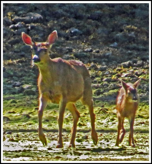 DiscoveryDeerJun2018-IMG_2927_edited-1