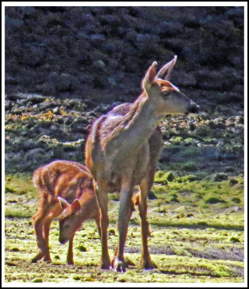 DiscoveryDeerJun2018-IMG_2941_edited-1