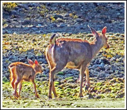 DiscoveryDeerJun2018-IMG_2946_edited-1