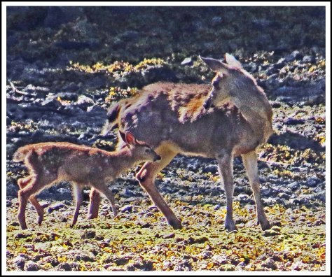 DiscoveryDeerJun2018-IMG_2956_edited-1