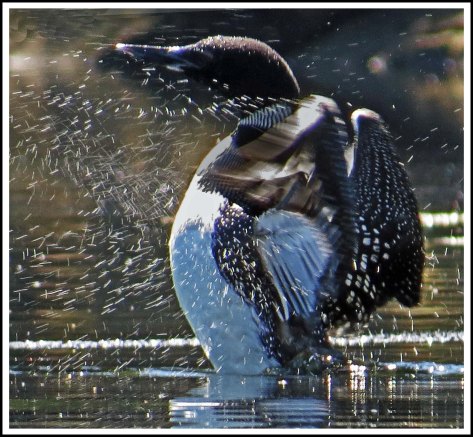 DiscoveryLoonJun2018-IMG_2970_edited-1