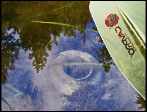 FishEggMoonSnailEggRingMay2018-IMG_1125_edited-1