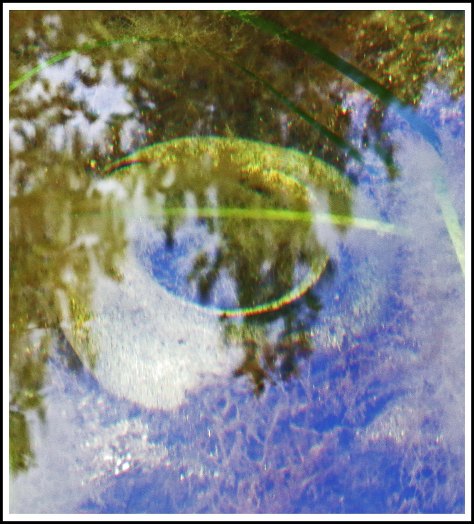 FishEggMoonSnailEggs-IMG_1128_edited-1