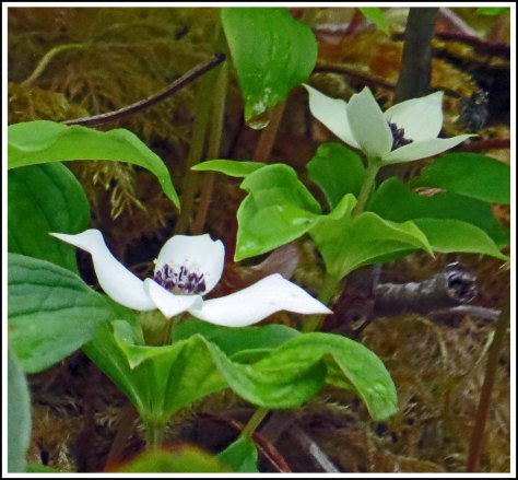 FlyBasinFlowerMay2018-IMG_0686_edited-1