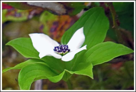 FlyBasinFlowerMay2018-IMG_0693_edited-1