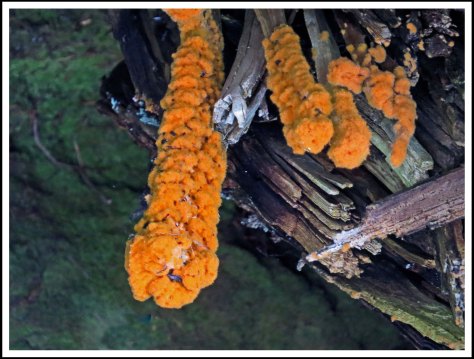 FlyBasinFungusMay2018-IMG_0682_edited-1