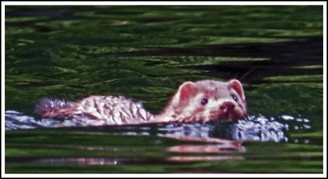 FlyBasinMinkMay2018-IMG_0689_edited-1