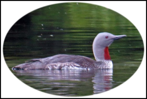 FlyBasinRedThroatedLoonMay2018