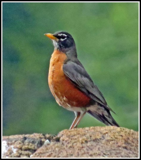 FlyBasinRobinMay2018-IMG_0646_edited-1