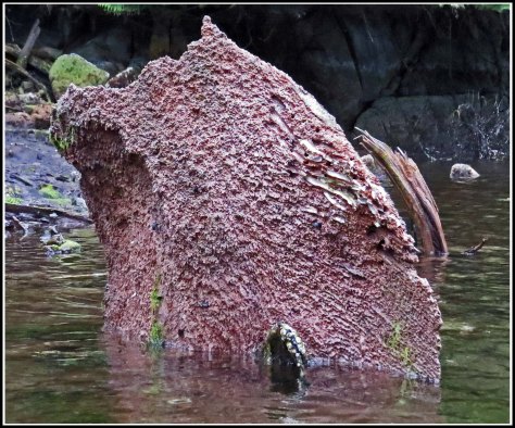 FlyBasinRockMay2018-IMG_0669 (1)_edited-1