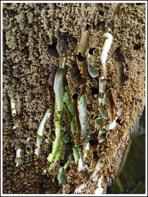 FlyBasinRockMay2018-IMG_0671 (1)_edited-1