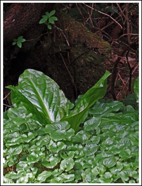 FlyBasinScenesMay2018-IMG_0705_edited-1