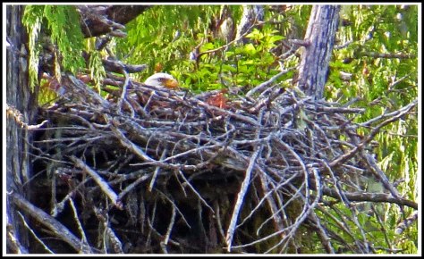 GreenIslandEagleNestMay2018-IMG_1306_edited-1