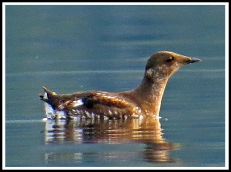 GreenIslandMurreletMay2018-IMG_1225_edited-1