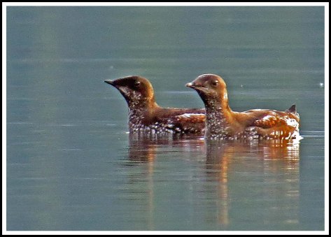 GreenIslandMurreletsMay2018-IMG_1249_edited-1